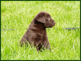 chiot labrador chocolat